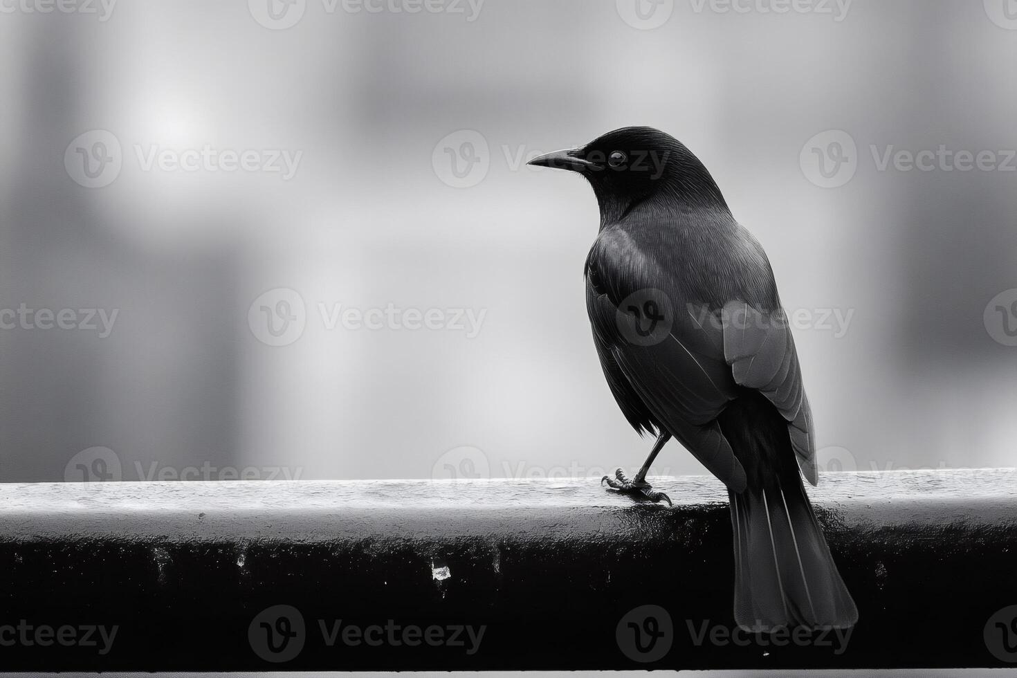 Blackbird perched on railing, observing city in monochrome photo