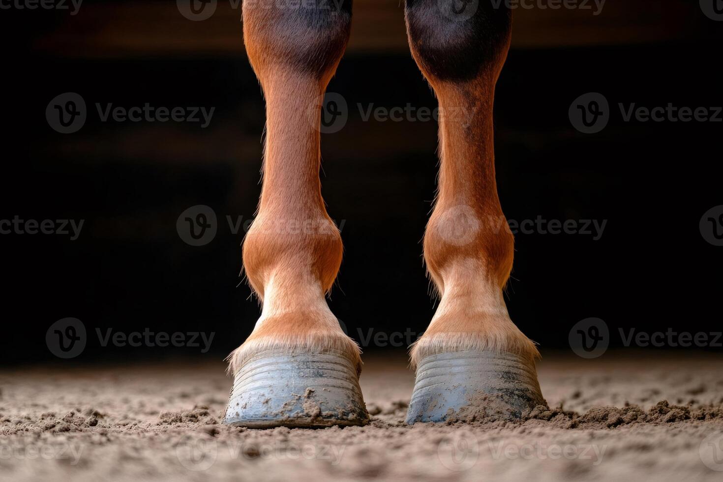 Horse hooves standing on sand in stable or riding school photo