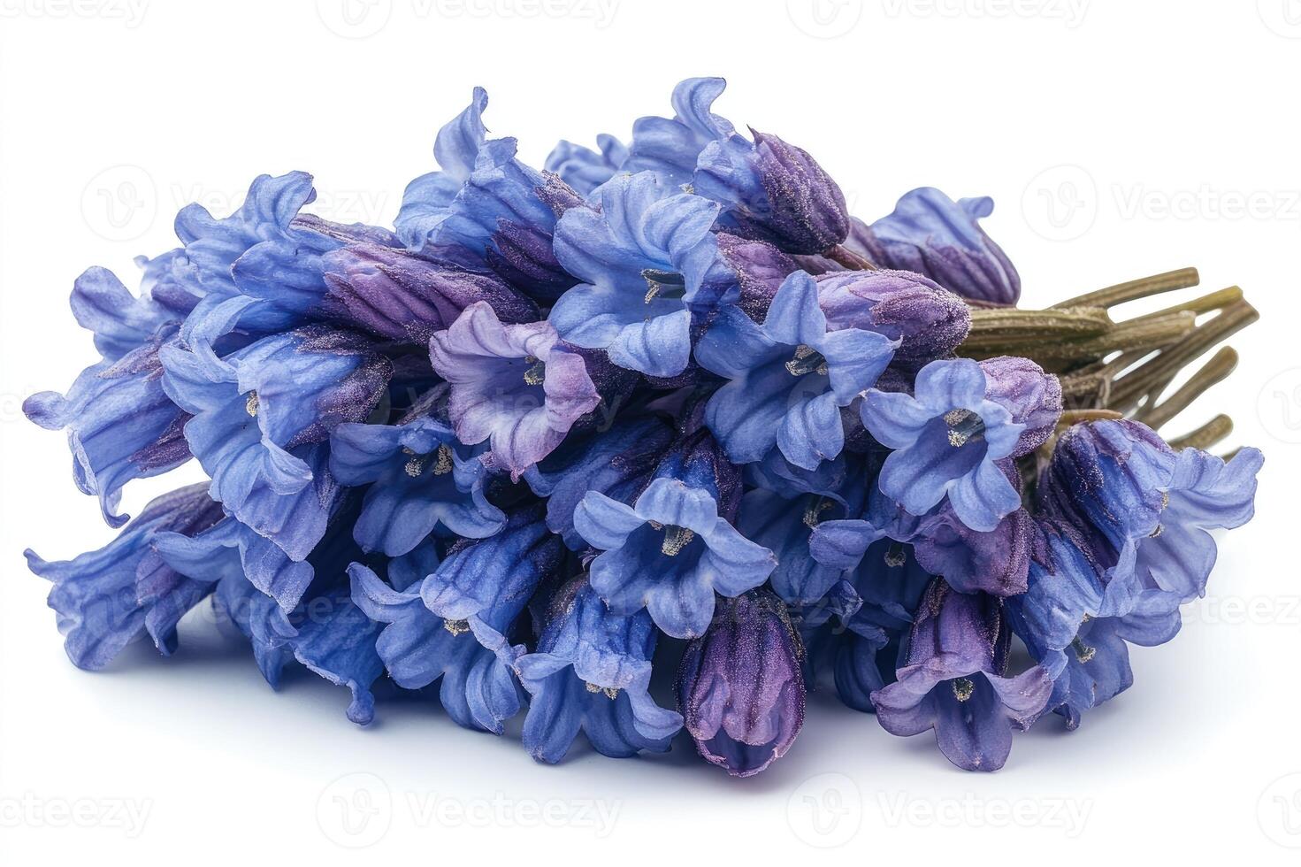 Bunch of virginia bluebells blooming on white background photo