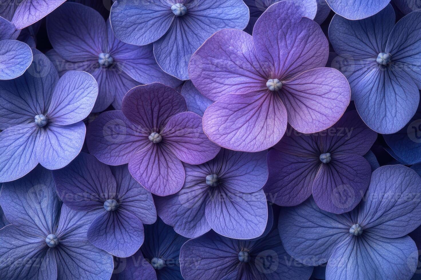 Beautiful purple hydrangea flowers creating floral background photo