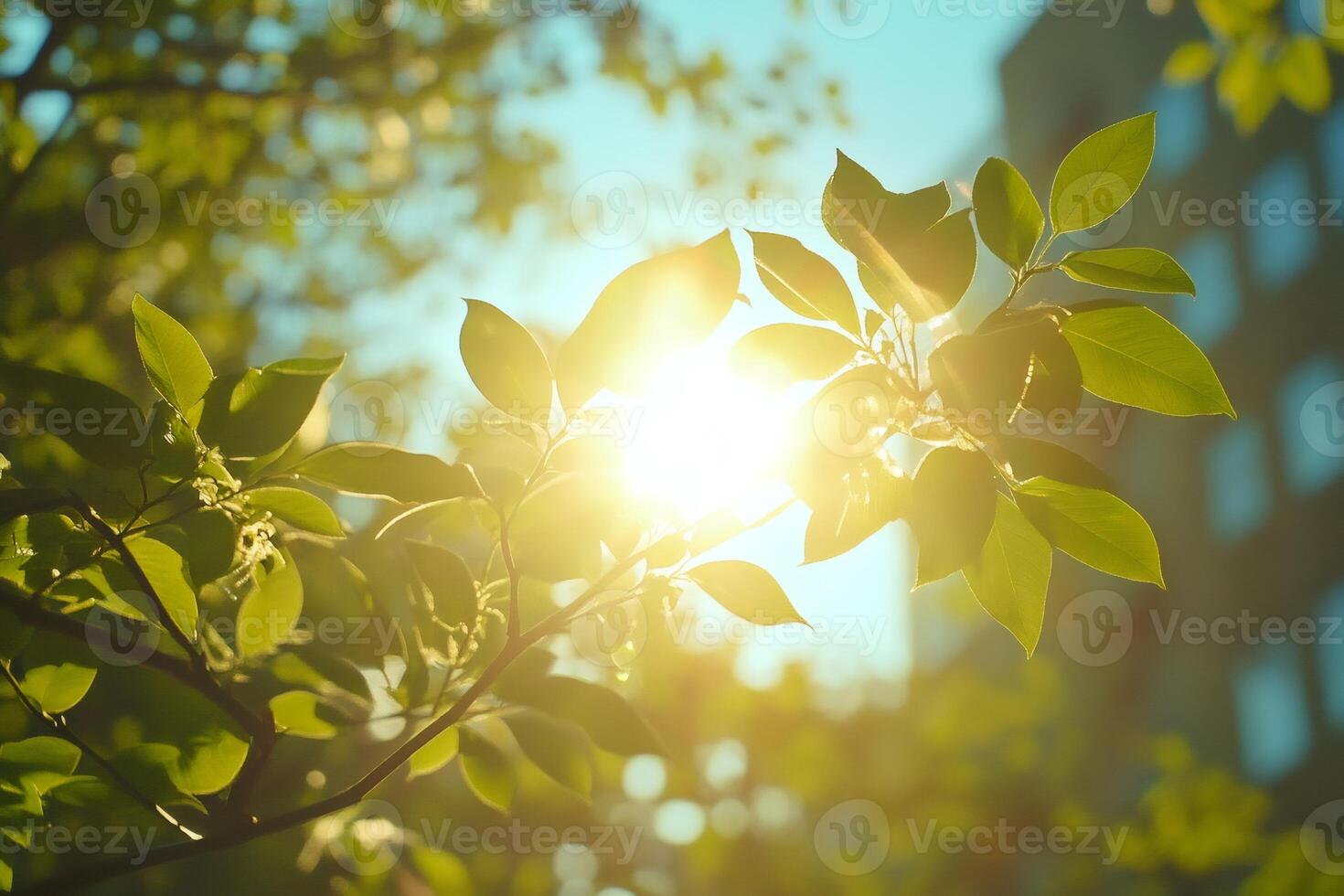 Sunlight shining through green leaves on a branch in spring photo