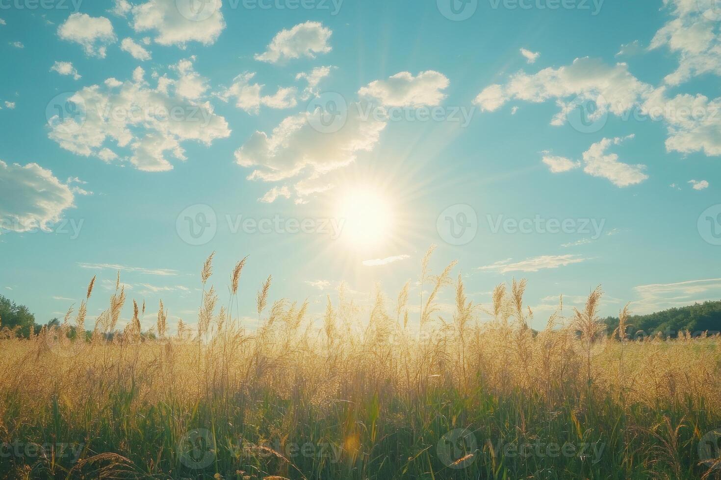 Golden hour sunlight shining over tall grass in summer field photo