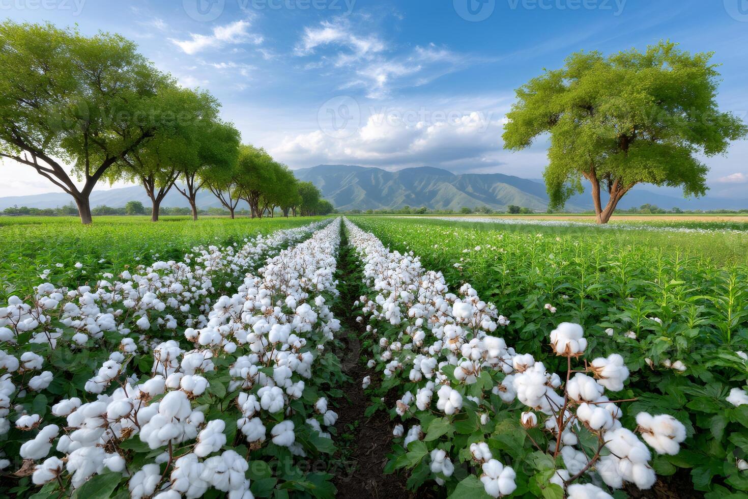 White cotton bolls growing in rows in an agricultural landscape photo