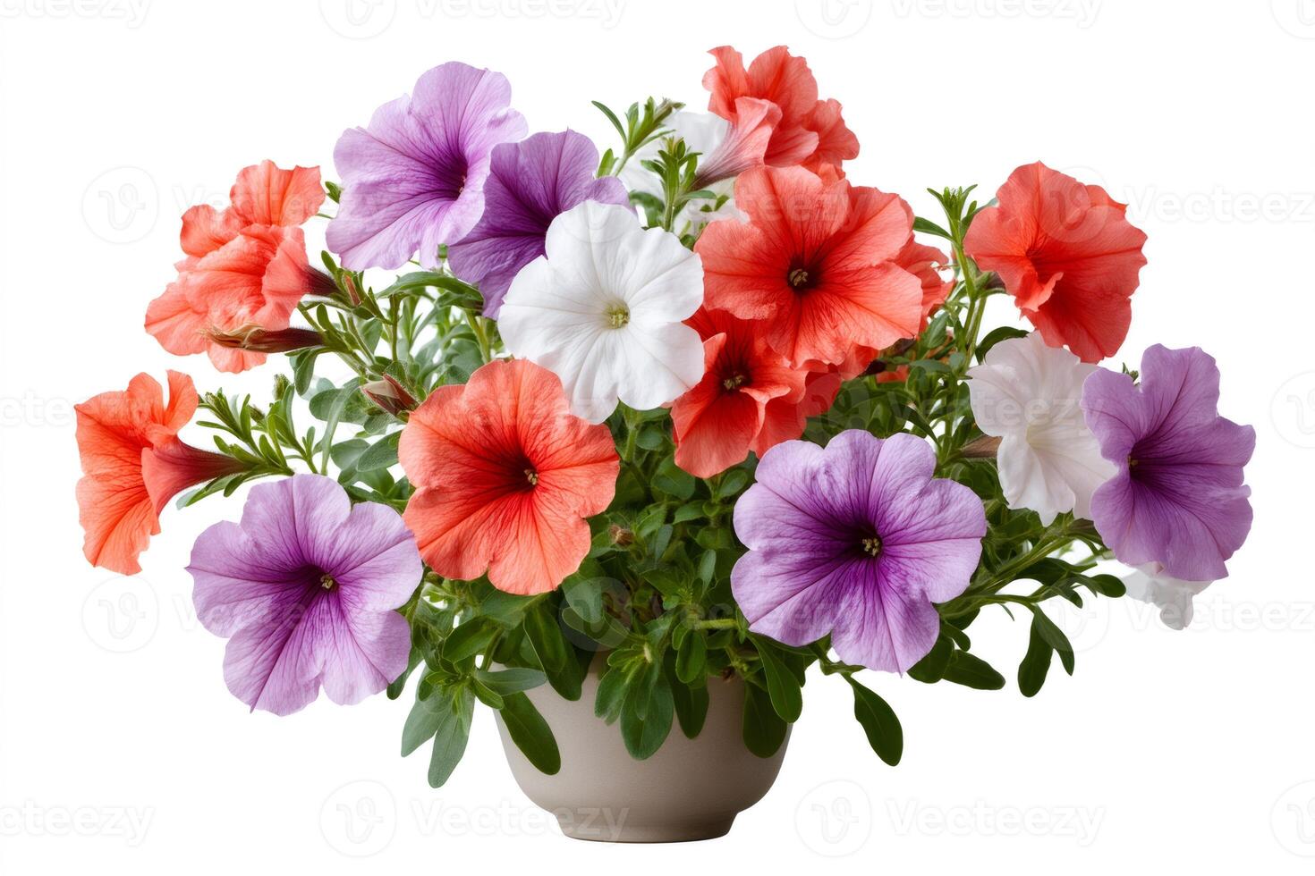 Colorful petunia flowers growing in pot on white background photo