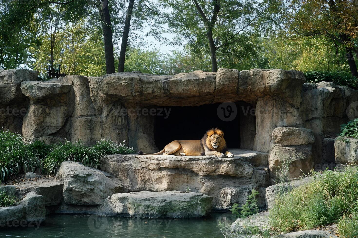 Majestic lion resting in its rocky den near a pond in a zoo photo