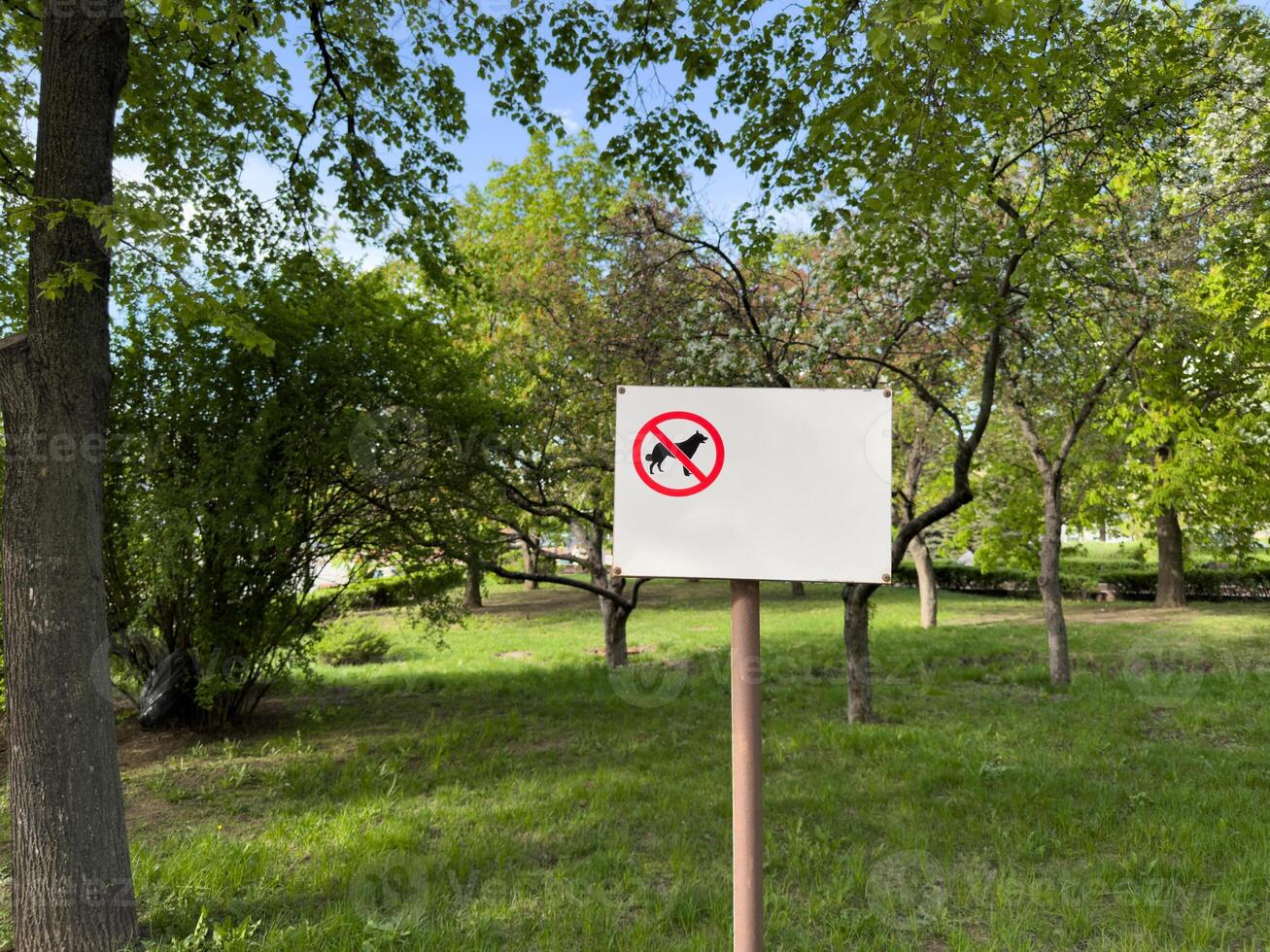 Minimalist no dogs allowed sign on white board placed in green public park with lush trees and lawn, emphasizing environmental care, pet restrictions and visual clarity in shared outdoor space photo