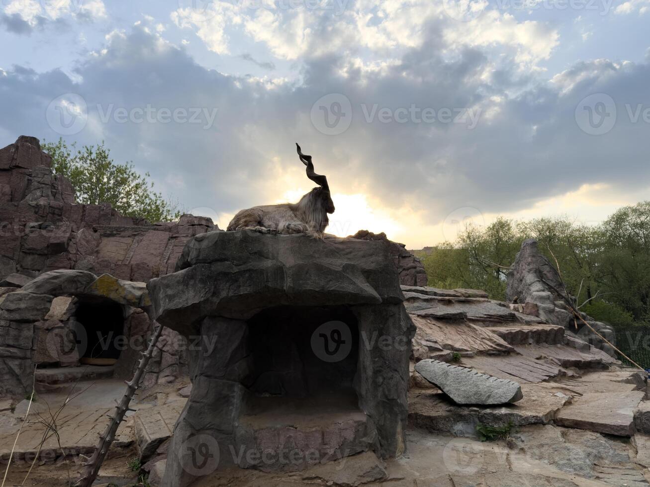 Magnificent Markhor with majestic spiral horns sitting on elevated rock in zoo habitat at sunset, framed by dramatic clouds and soft golden light, symbolizing wilderness, pride and raw natural beauty photo