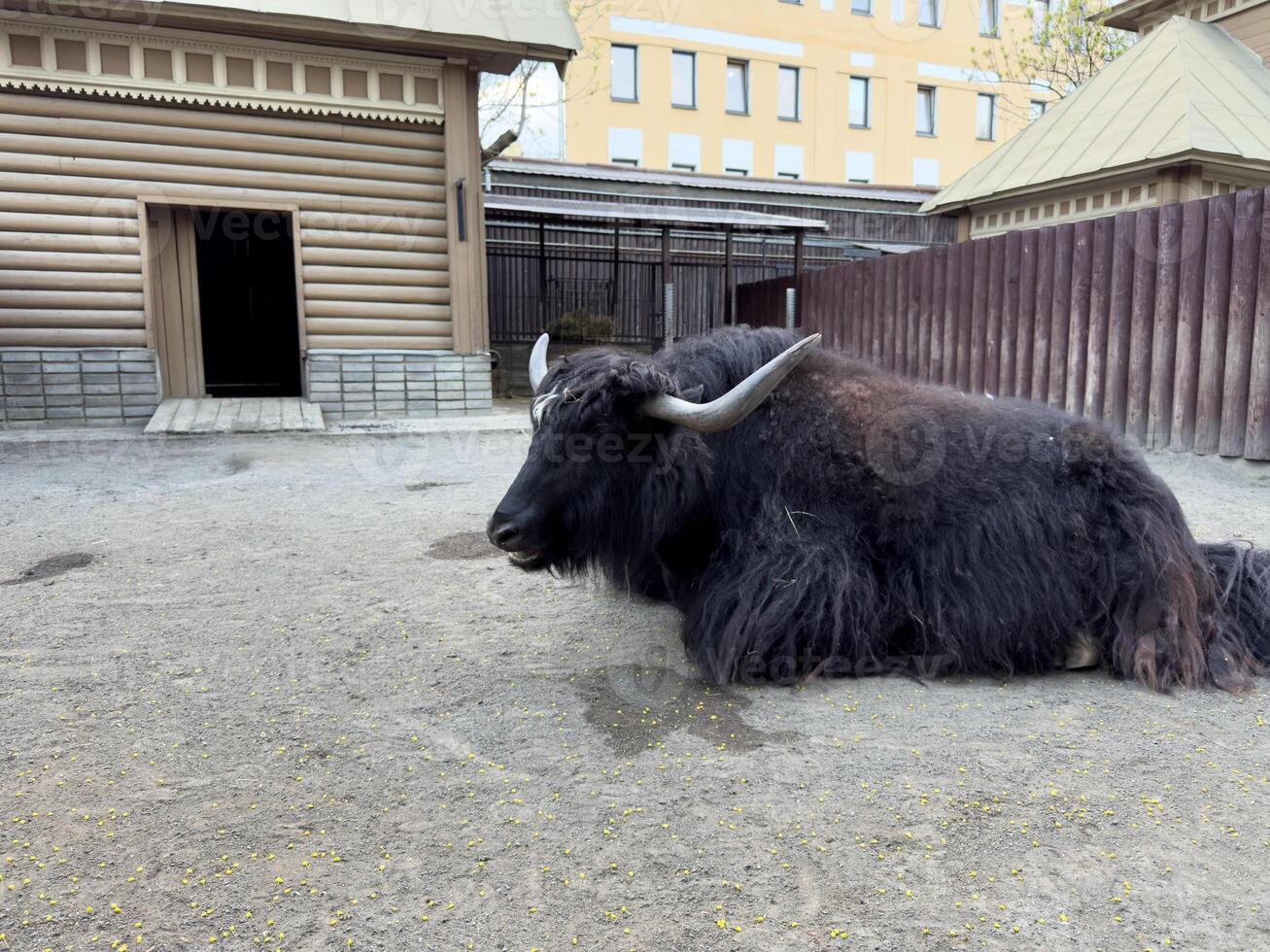 Large black yak with thick shaggy fur and long curved horns resting on ground inside zoo enclosure near wooden building, captured in peaceful moment surrounded by rustic architecture and calm space photo