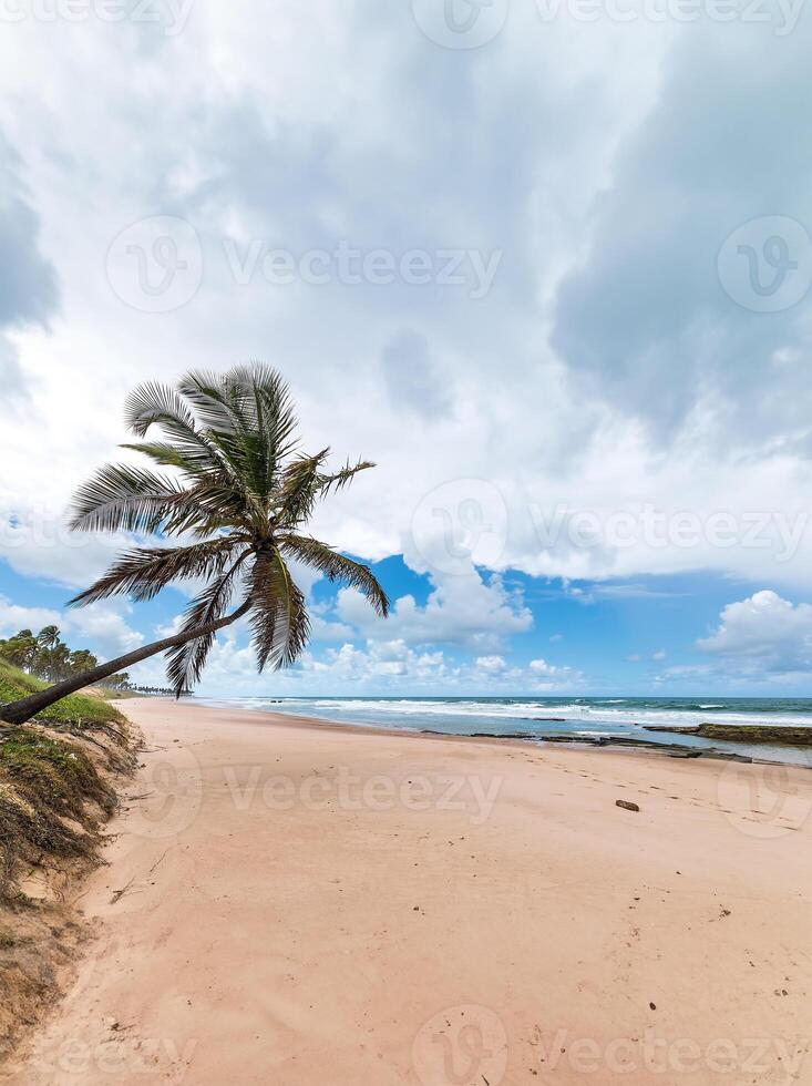 Tropical beach with leaning palm tree soft sand and blue sky photo