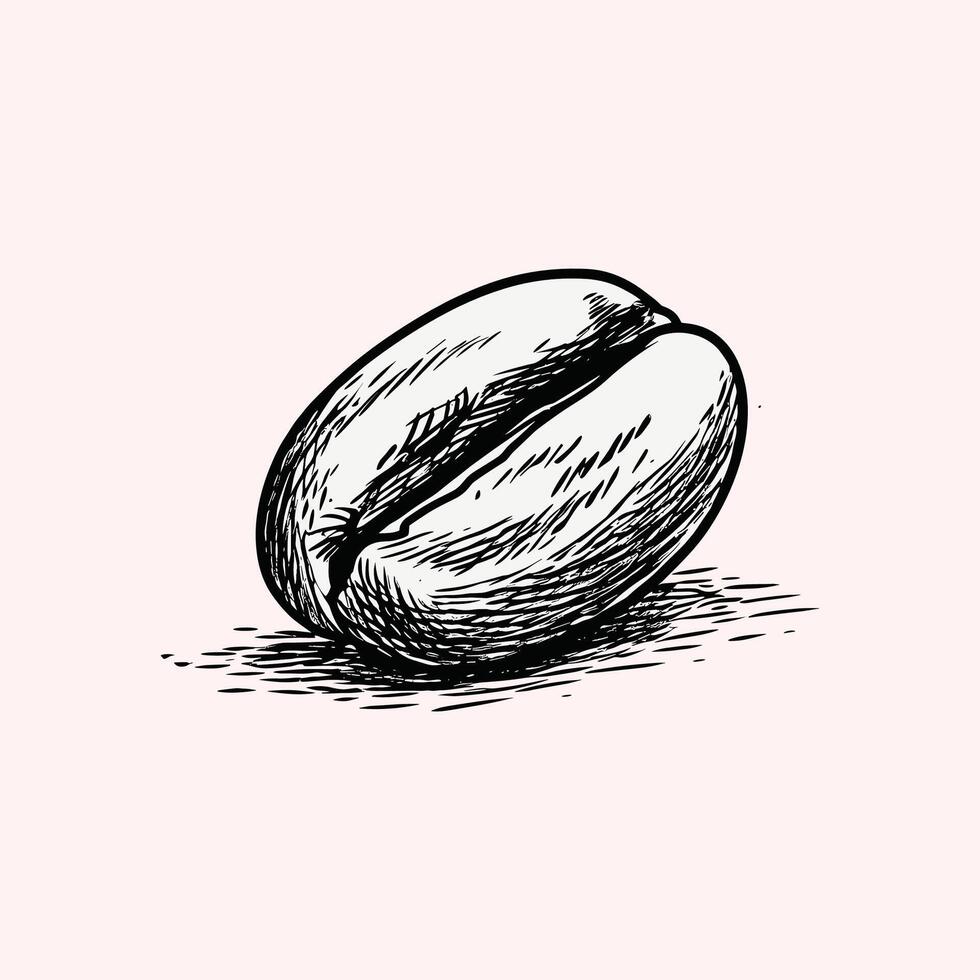 A coffee bean is drawn in black and white vector