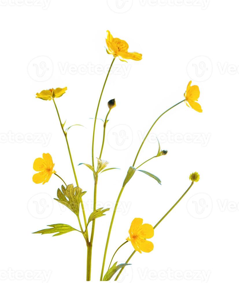 Plant. Yellow wildflowers buttercup isolated on white background. photo