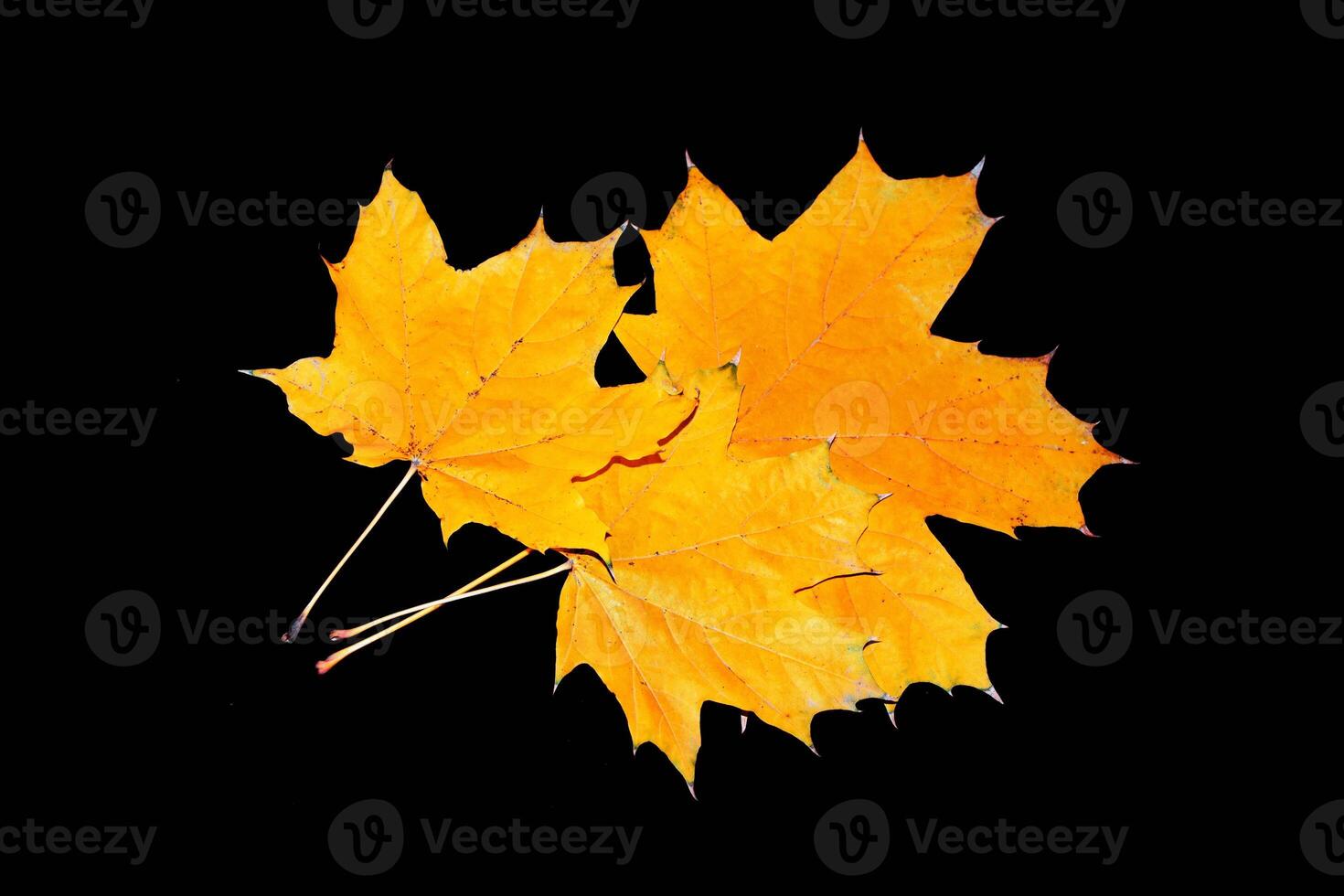 Natural pattern. Bright colorful autumn leaves. black background. nature photo
