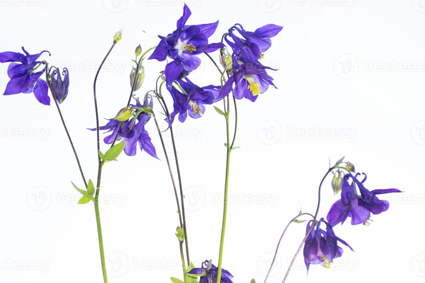 aquilegia flower isolated on white background. photo