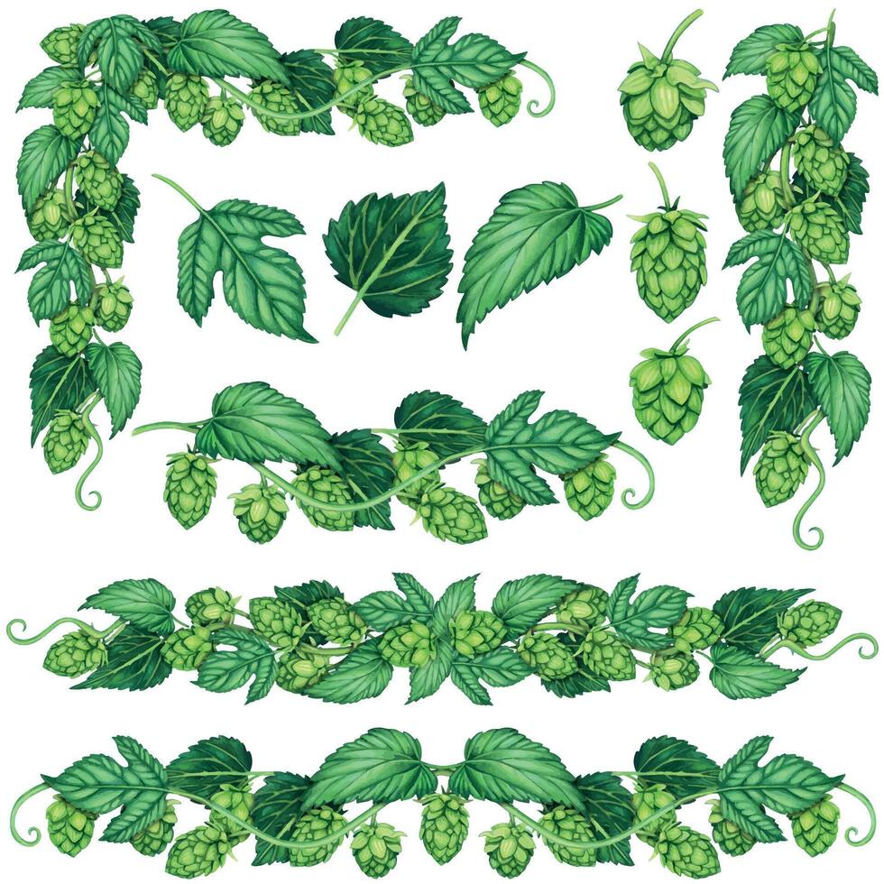 Watercolor hand drawn hops elements and leaves vector