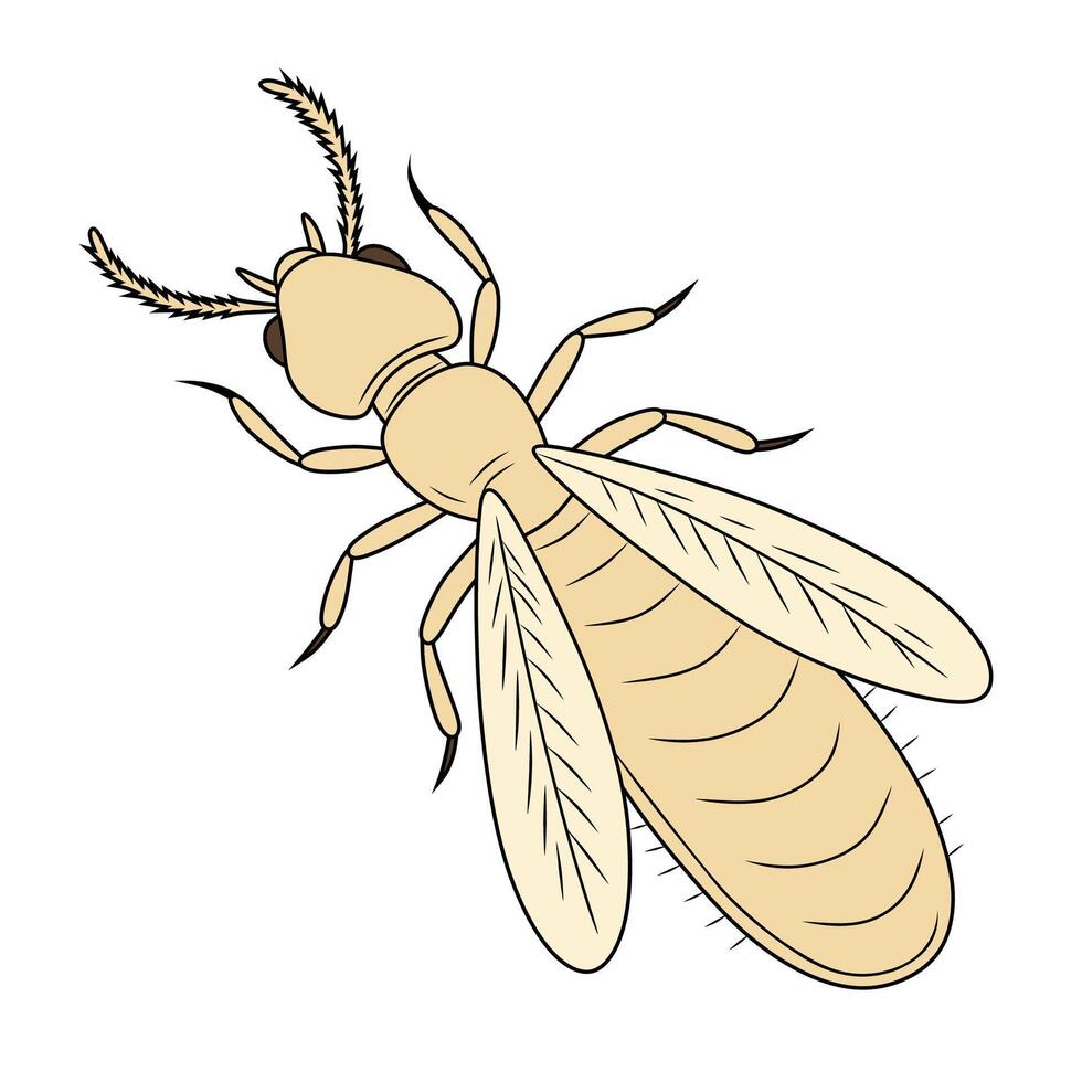 Colored Termite Illustration - Detailed vector