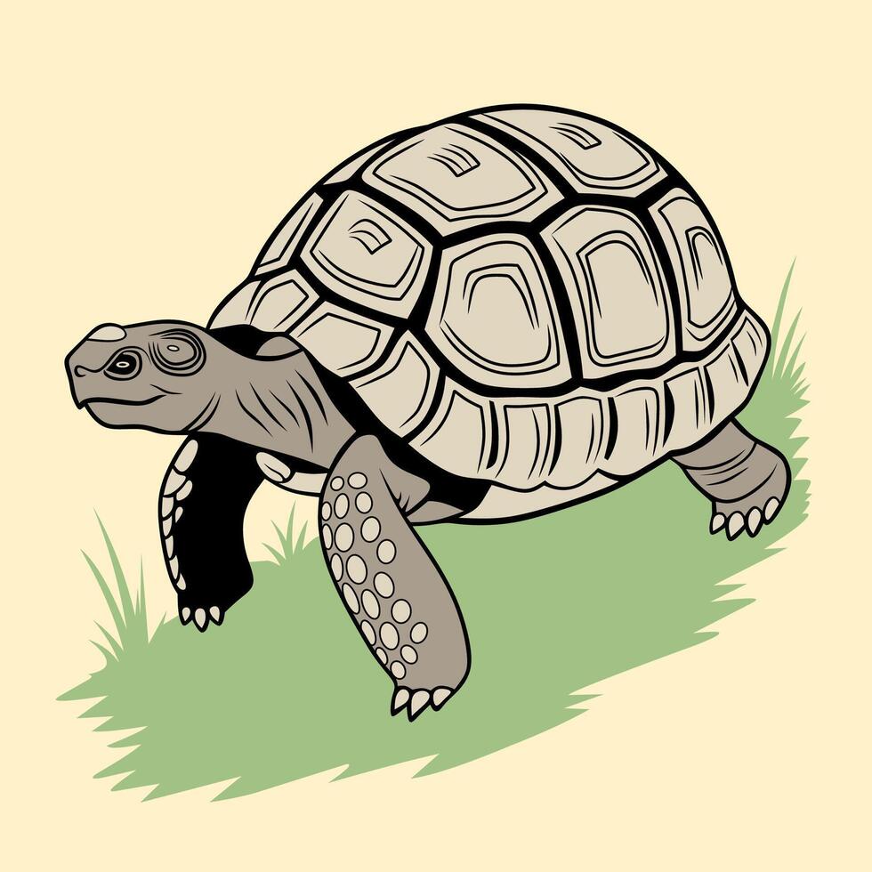 Colorful Tortoise Illustration vector