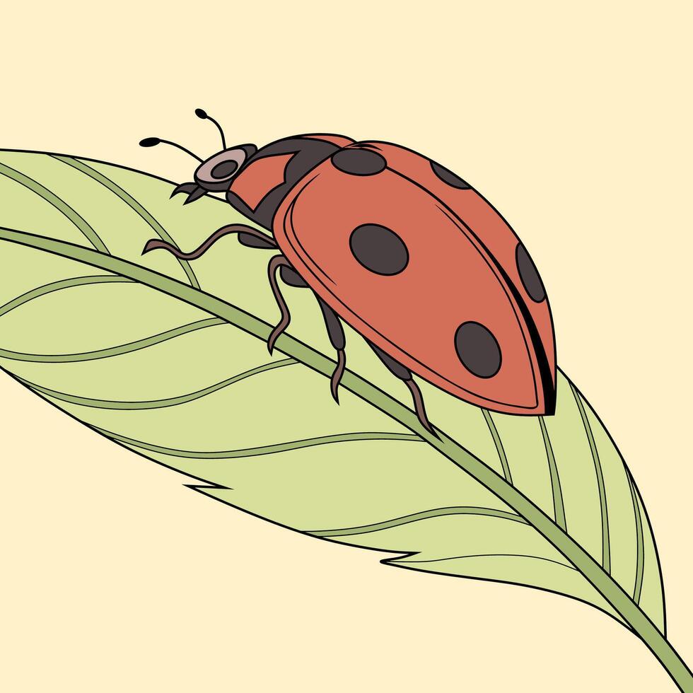 Colorful Ladybug Illustration on Leaf vector