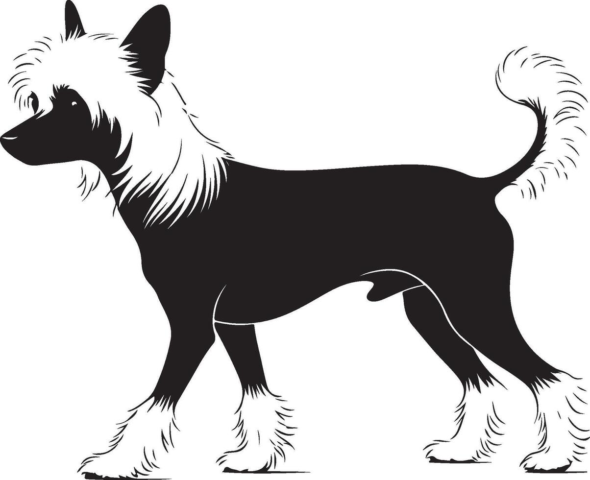 A black and white chinese crested dog standing on a white background vector