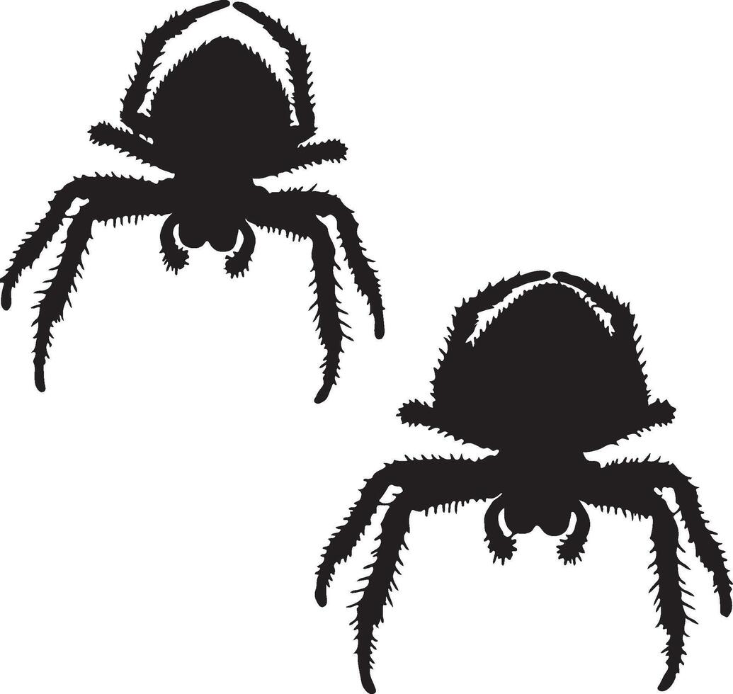 Two spiders on a white background vector