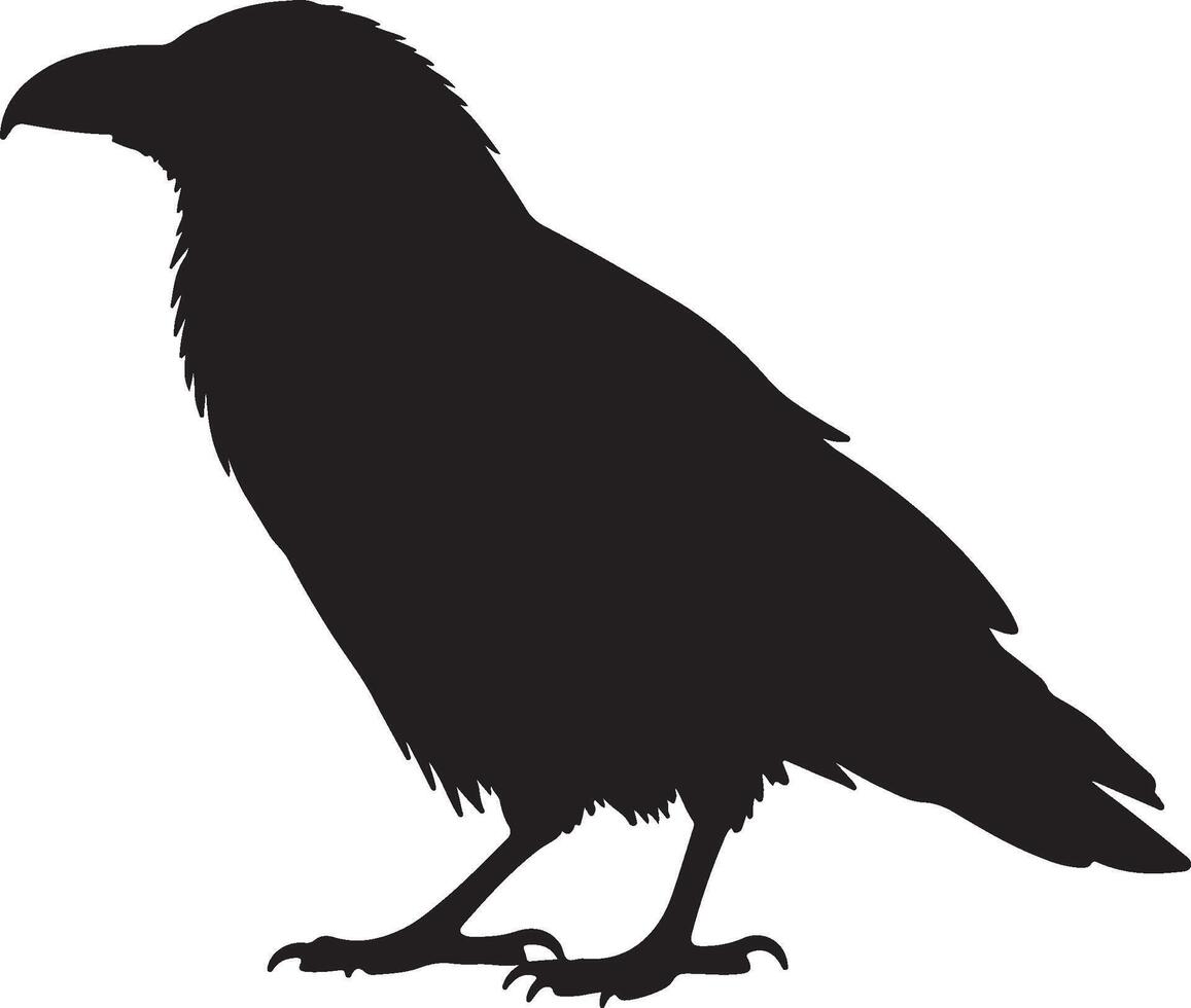 A black raven standing on a white background vector