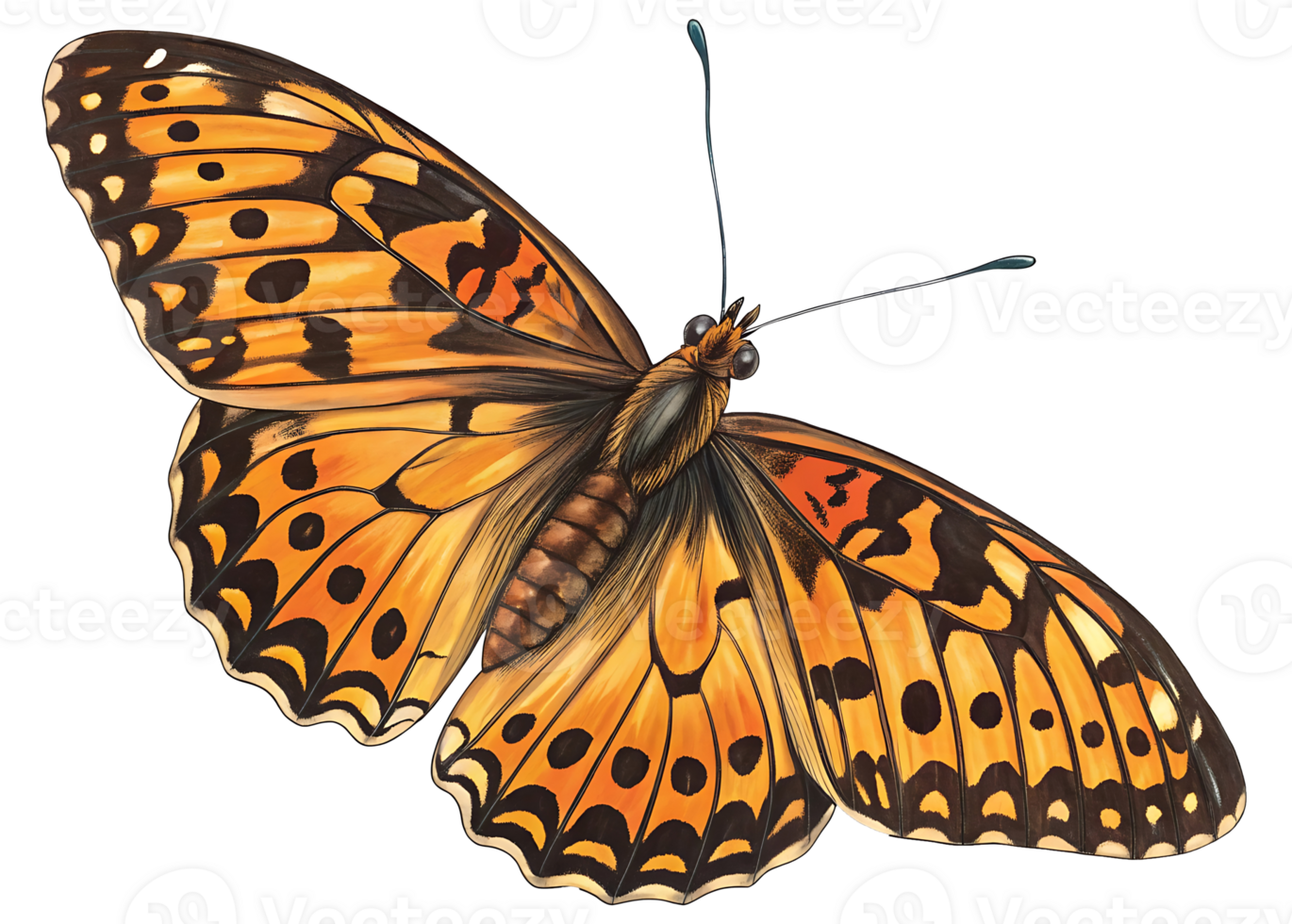 Side view of orange butterfly. clipping path png
