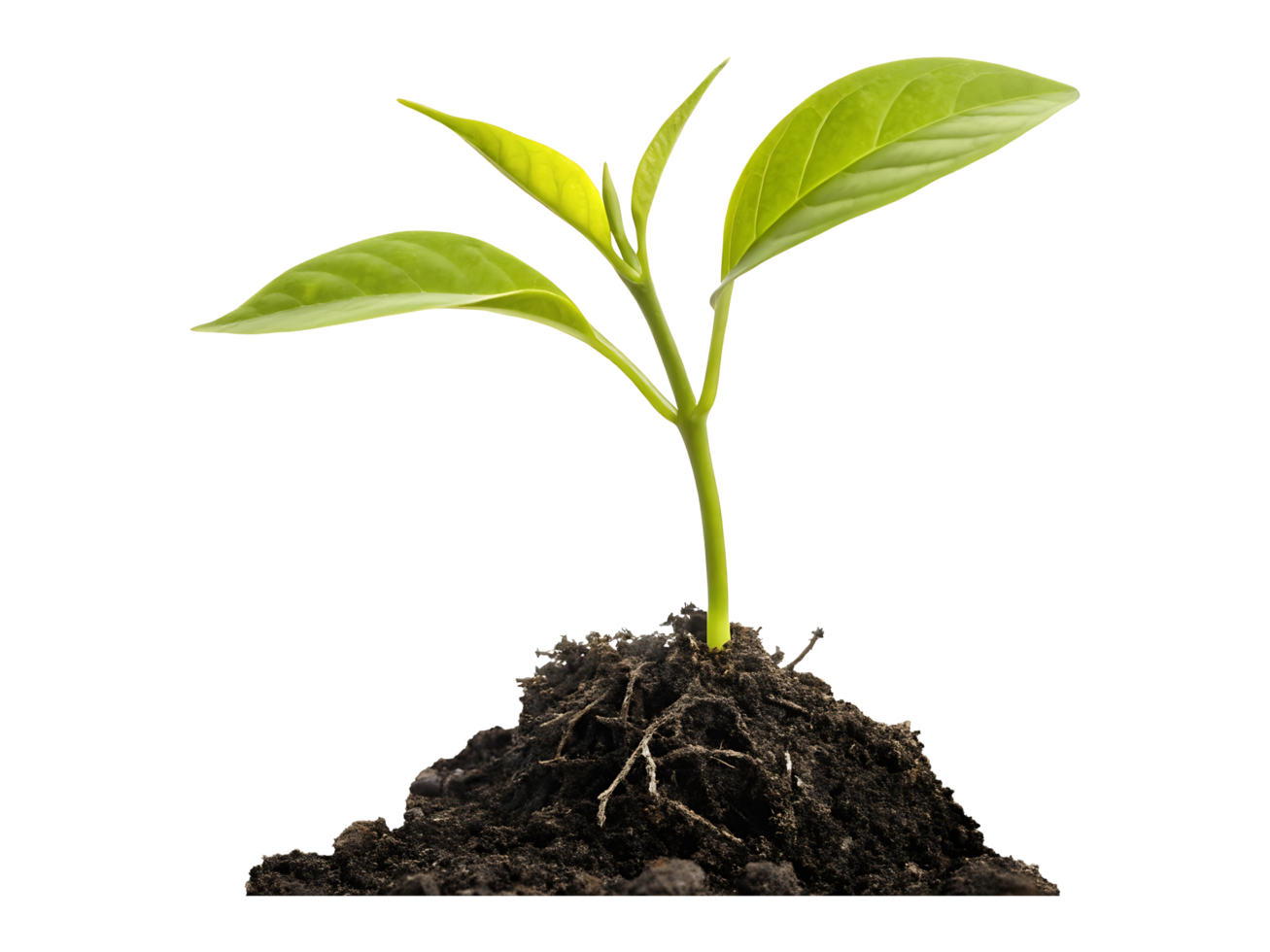 A new, small green sprout of life is growing from the earth, a young seedling in the soil showing nature's spring growth png