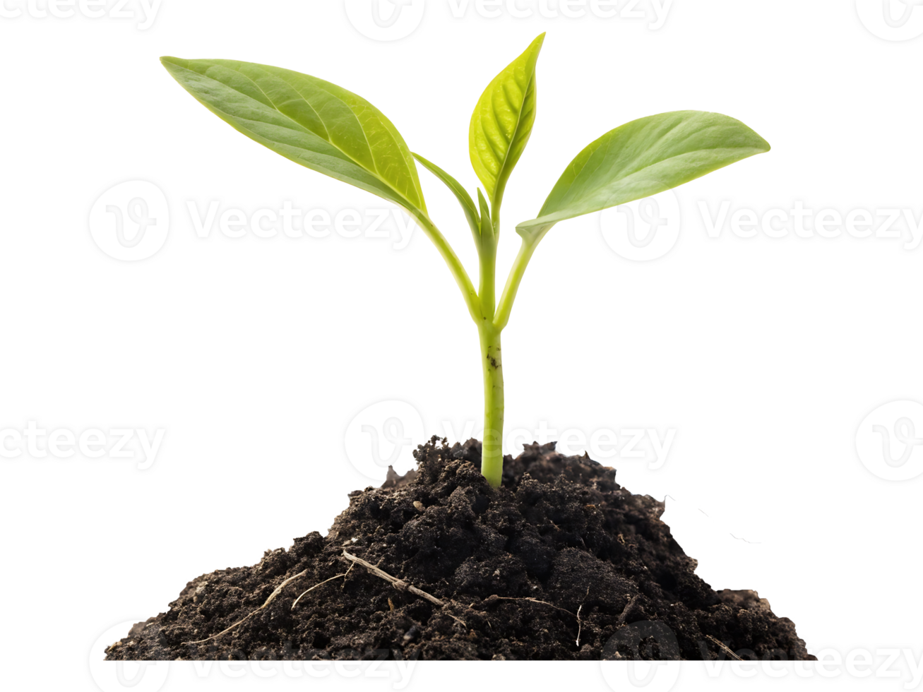 Young green sprout of a new plant seedling shows life and growth in the spring soil png