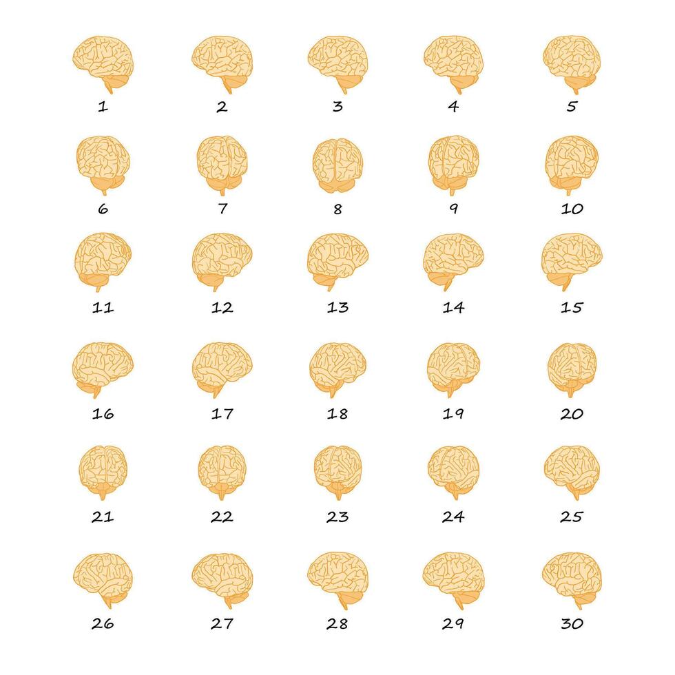 Brain colorful 2d rotate data sheet poses, hand drawn simple style to complement data and research vector