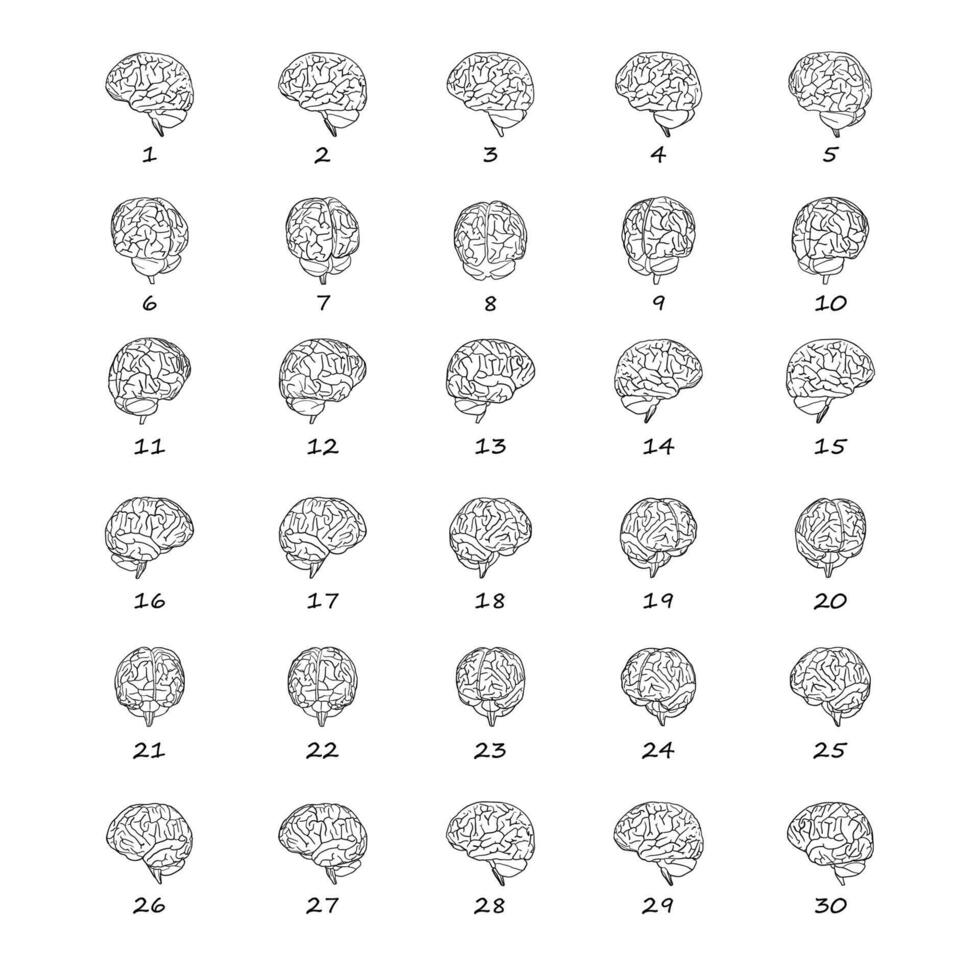 Brain line art 2d rotate data sheet poses hand drawn simple style to complement data and research vector