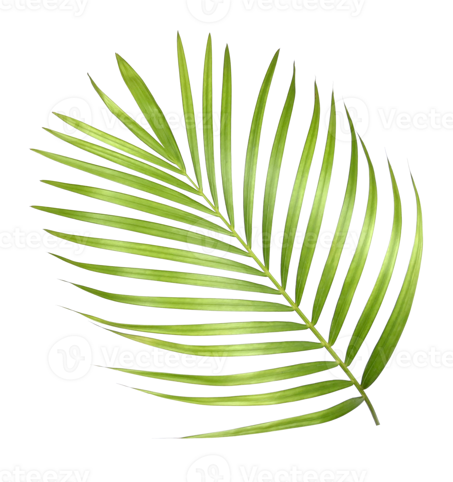 Green palm leaves on transparent background file png
