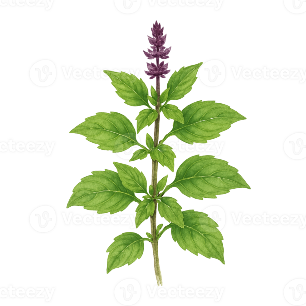 A plant with purple flowers and green leaves png