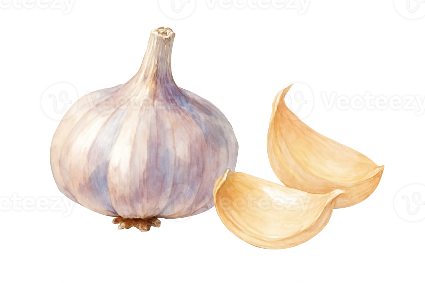 Watercolor Garlic Illustration png