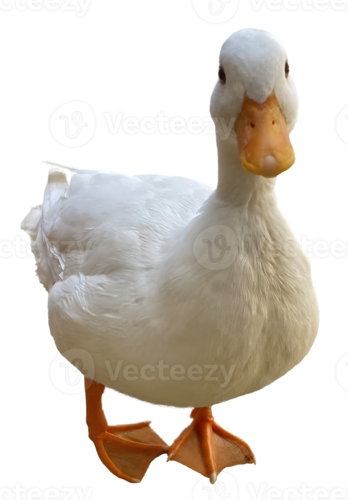 isolated white duck on trasparent background. cute animal pet concept. png