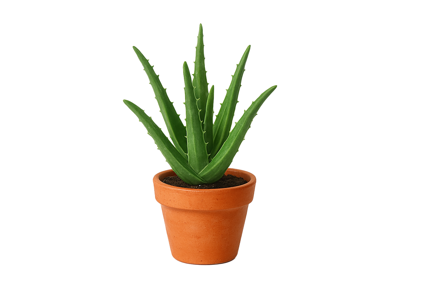Aloe Vera Plant in Terracotta Pot Isolated on Transparent Background png