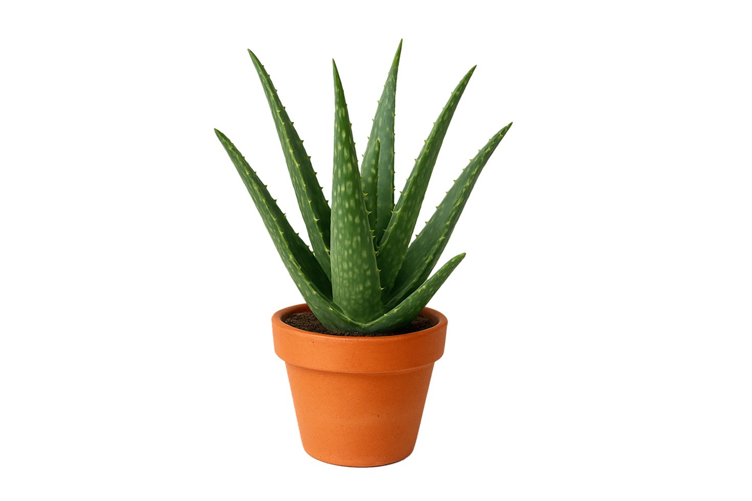 aloe vera plant in a pot on transparent background png