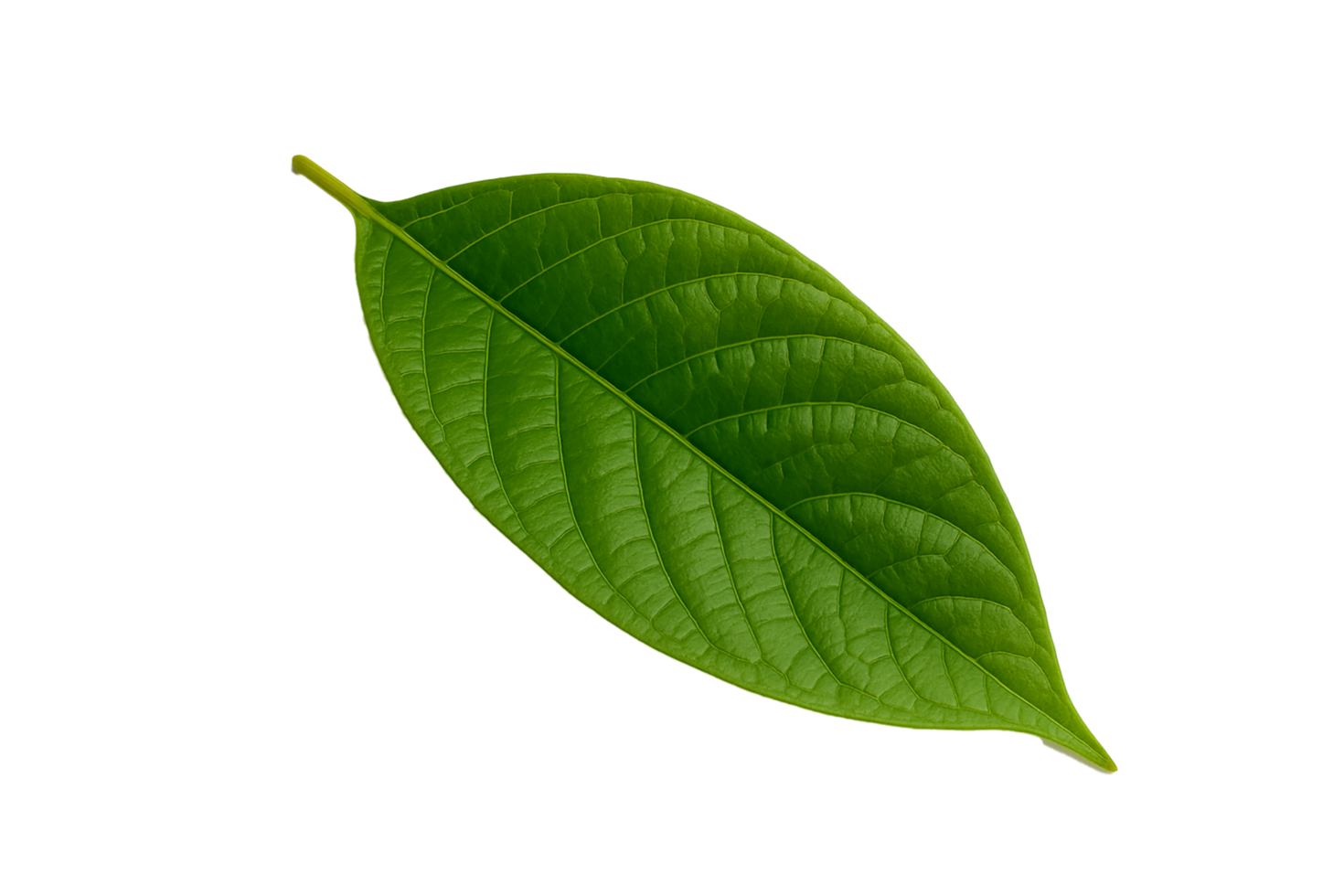 Single Fresh Green Leaf Isolated. Transparent Background png