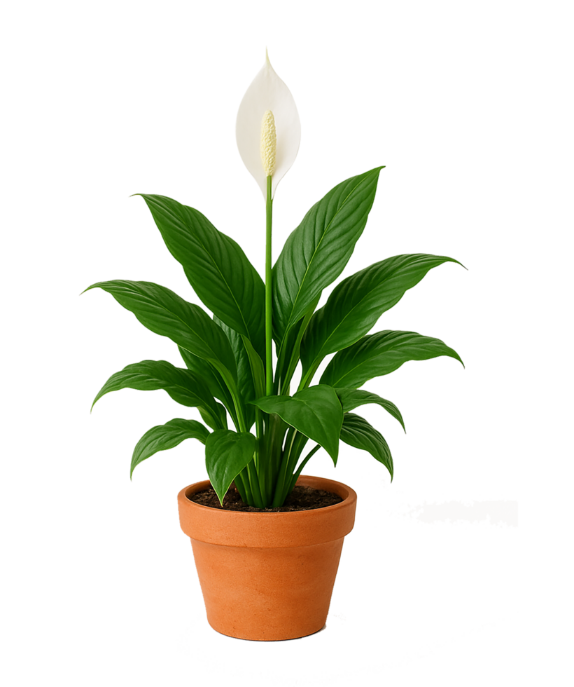 Peace Lily in Terracotta Pot Isolated on Transparent Background png
