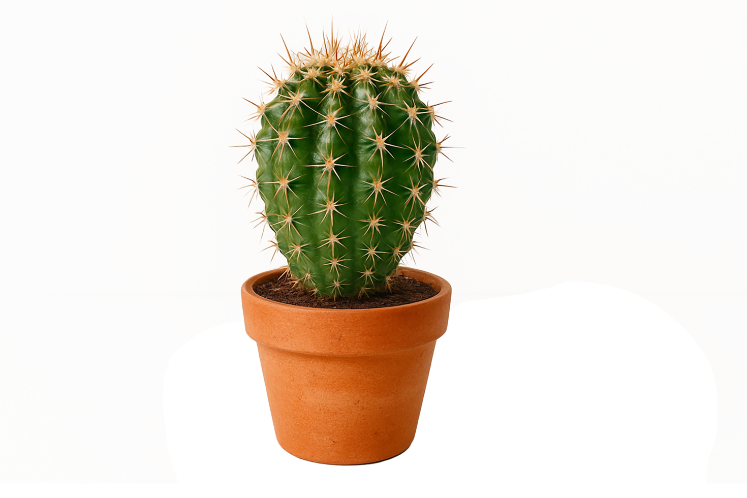 Round Cactus with Spines in Terracotta Pot Isolated on Transparent Background png