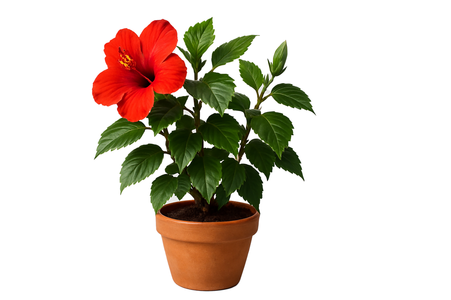 Hibiscus Plant with Red Flower in Pot Isolated on Transparent Background png