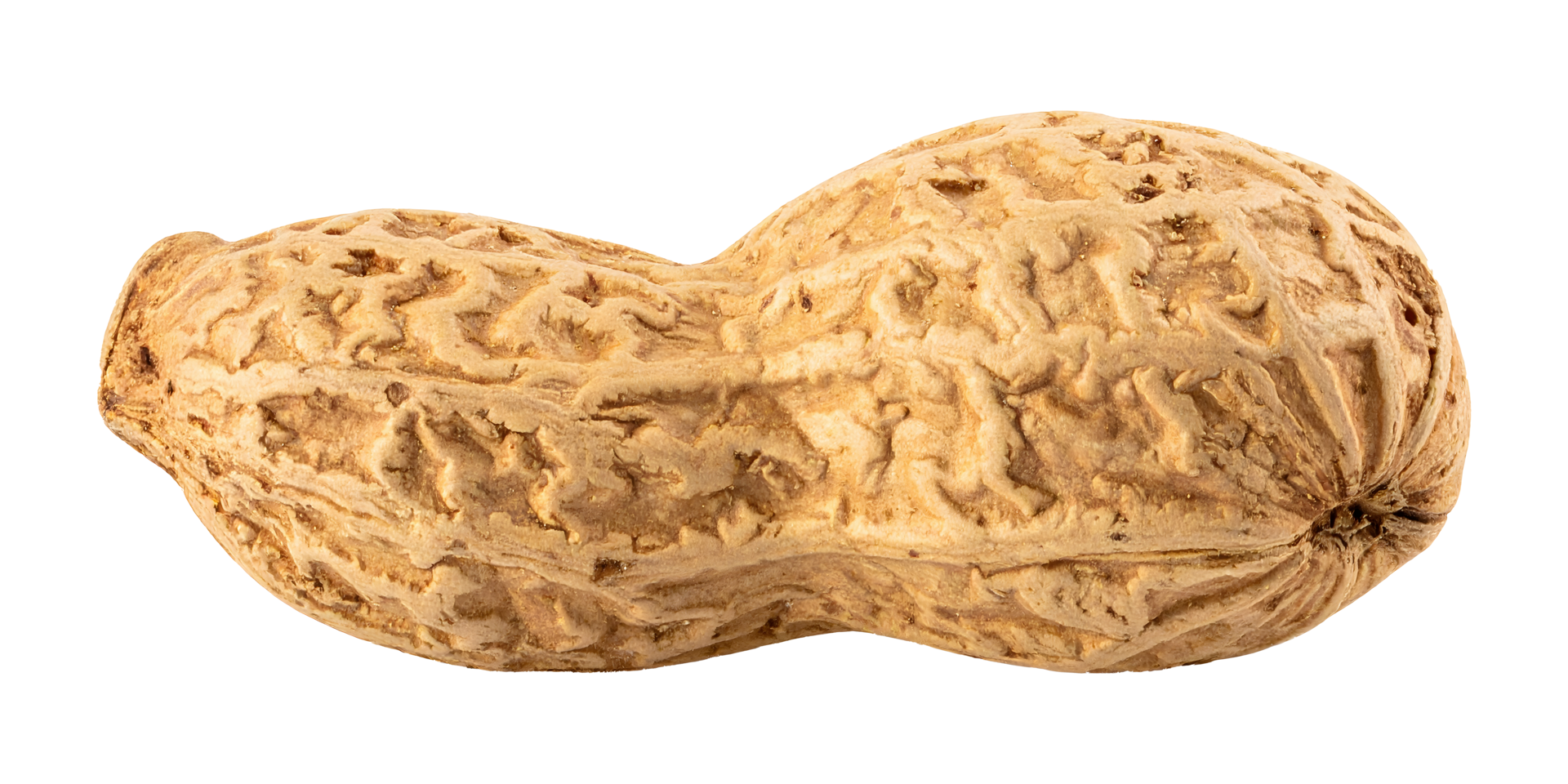 Close-up of a Peanut in its Shell png