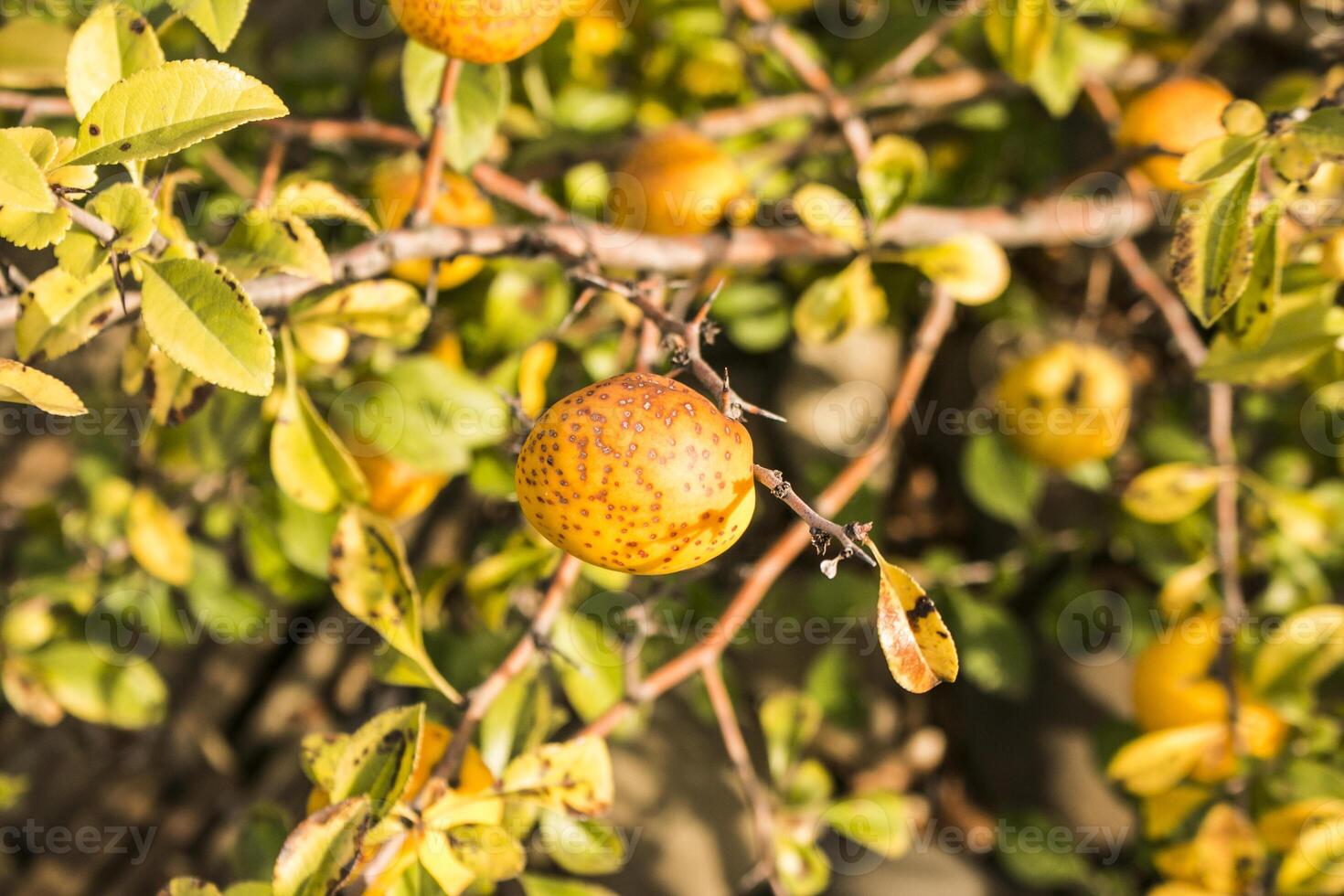 Wild quince. Ripe fruits of wild-growing quince on the branches of a tree in the forest photo