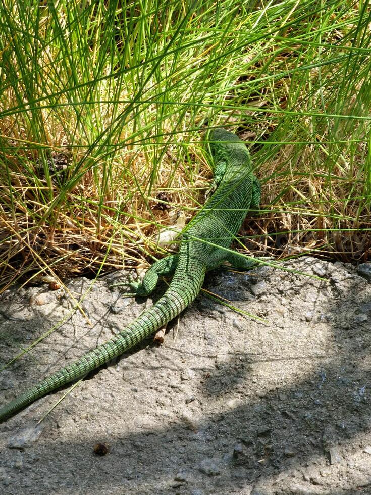 Western green lizard, scientific name occidental lacerta bilineata, in green grass photo