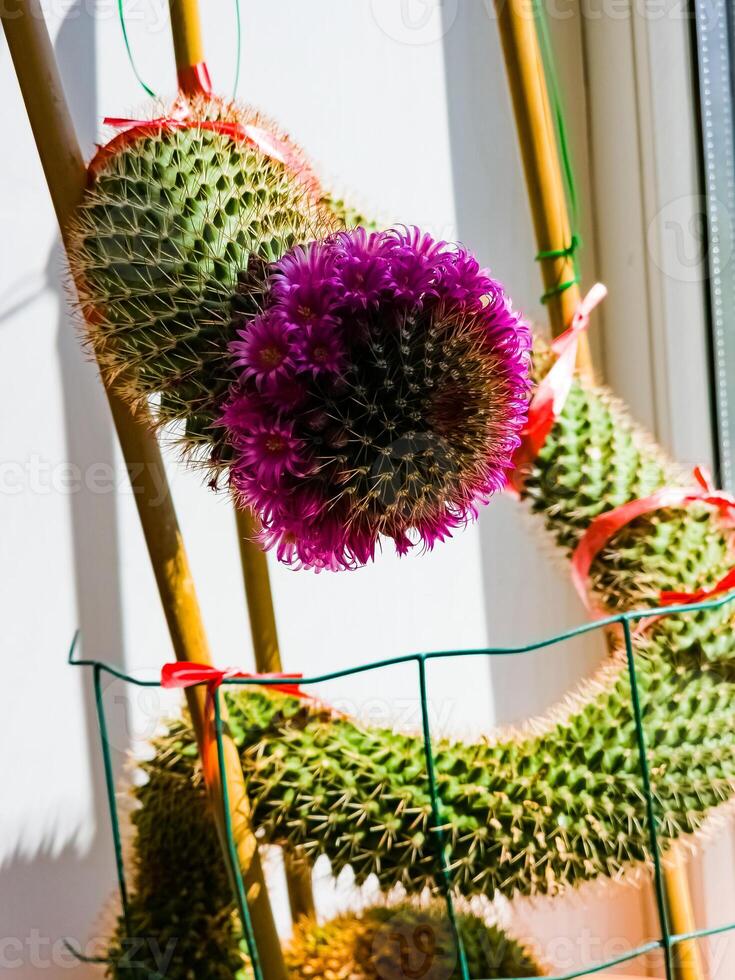 Detail of cactus Mammillaria Zeilmanniana species in full bloom. Pink star-shaped flowers, arranged in a ring around plant photo