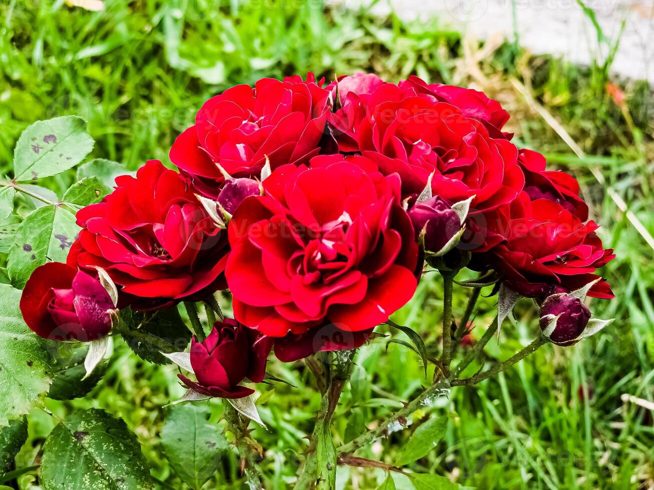 Close-up of a blooming branch of dark red border rose on a blurred green background. Border rose Tornado blooms in garden photo