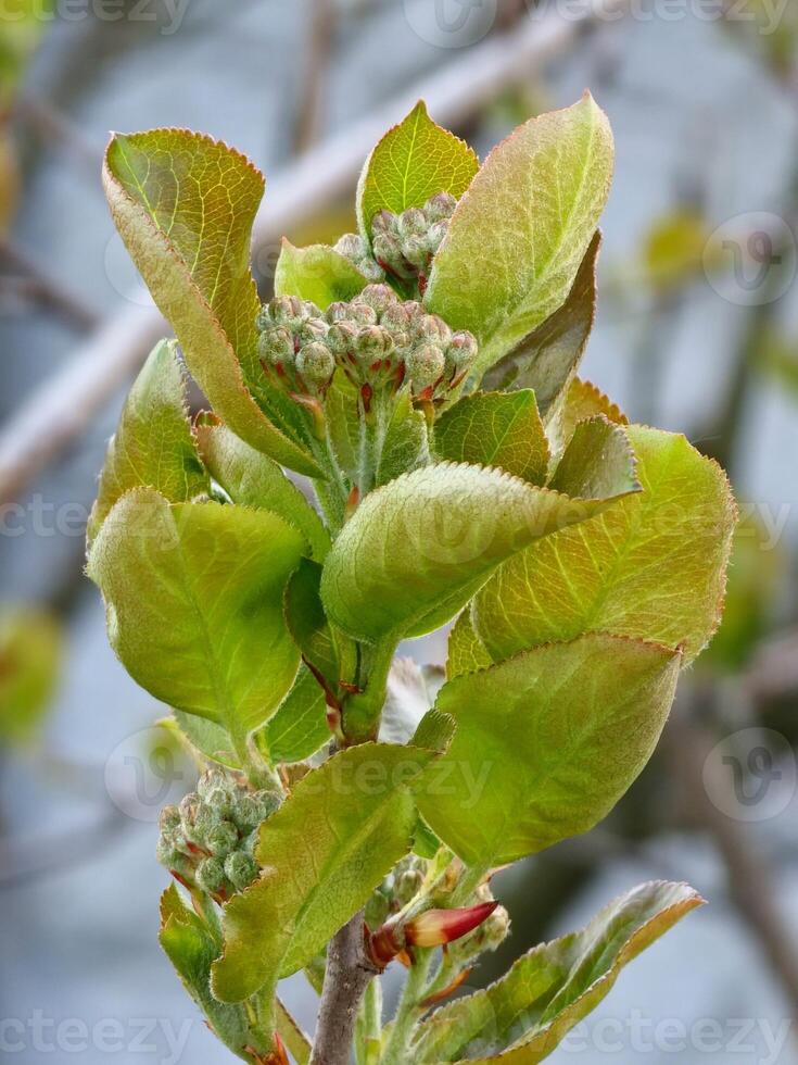 Branche of chokeberry with several leaves emerging in early spring photo