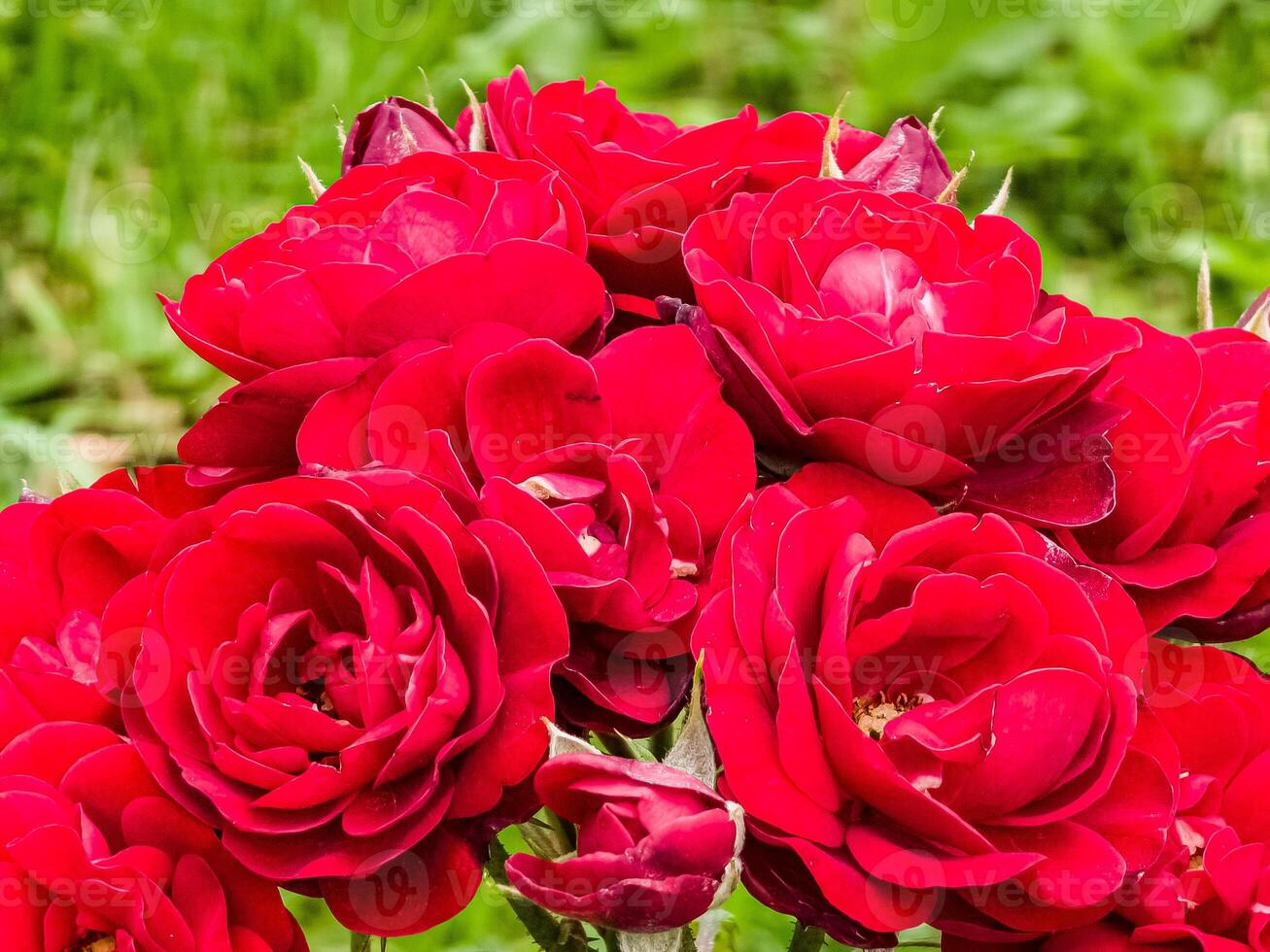 Close-up of a flowering branch of a dark red border rose. Border rose Tornado blooms photo