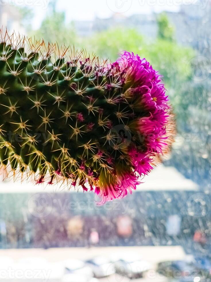Detail of Mammillaria Zeilmanniana cactus in full bloom. Pink star-shaped flowers arranged in a ring around plant photo