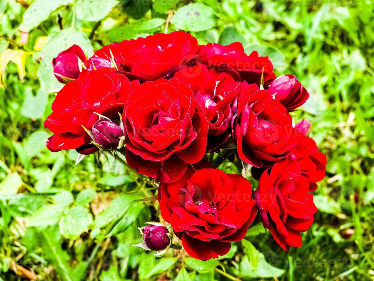 Close-up of a blooming branch of dark red border rose on a blurred green background. Border rose Tornado blooms photo