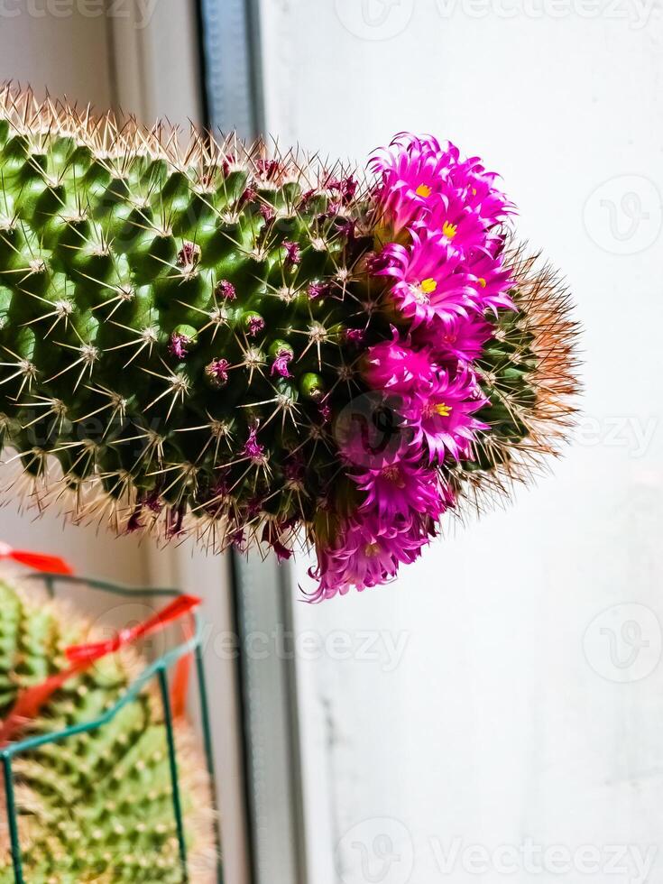 Detail of cactus Mammillaria Zeilmanniana species in full bloom. Pink star-shaped flowers, arranged in a ring around the plant photo