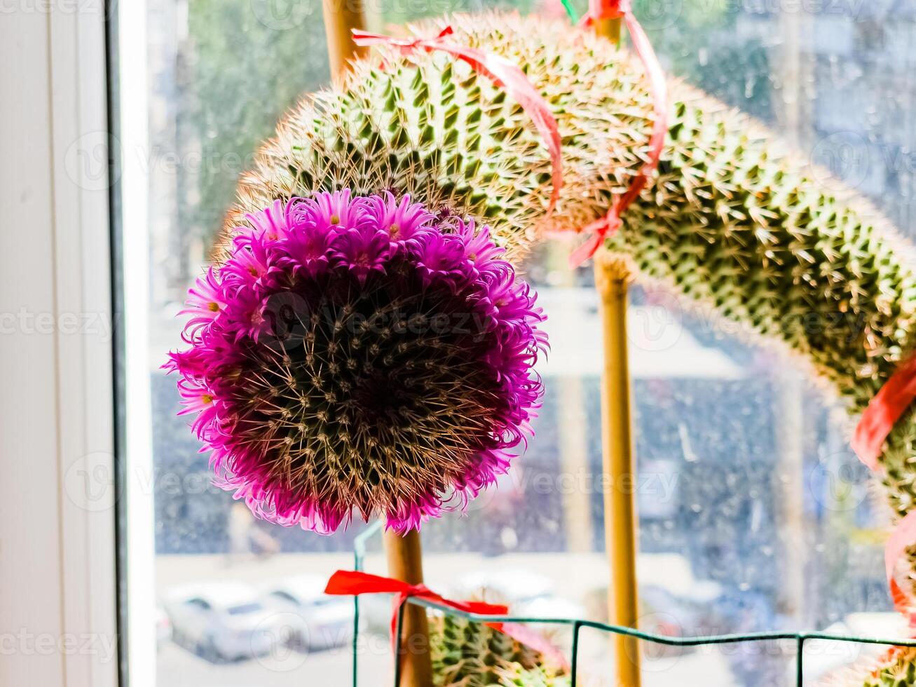 Detail of a Mammillaria Zeilmanniana cactus in full bloom. Pink star-shaped flowers arranged in ring around the plant photo